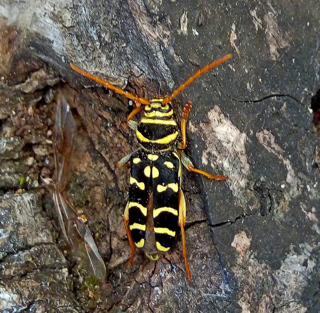 Cerambycidae:  Plagionotus arcuatus, femmina